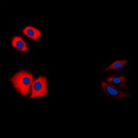 Caspase 1 antibody