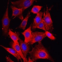 Caspase 1 antibody