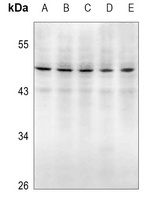 Caspase 2 p18 Rabbit Polyclonal Antibody