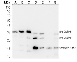 Caspase 3 Antibody [KO/KD Validated]