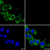 Caspase 3 Antibody