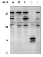 Caspase 3 p17 Antibody