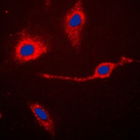 Caspase 3 p17 Antibody