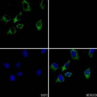 Anti-Caspase 4 Antibody