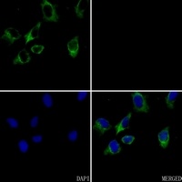 CASP4 antibody