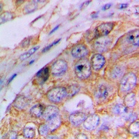 Caspase 4 p20 Antibody