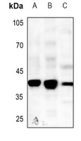 Caspase 5 Rabbit Polyclonal Antibody