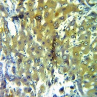 Anti-Caspase 5 p20 Antibody