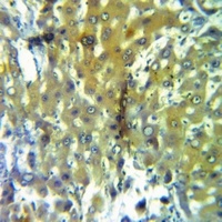 CASP5 antibody