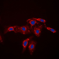 CASP7 antibody