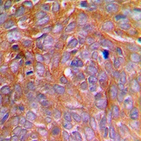 Anti-Caspase 8 (Phospho-S347) Antibody