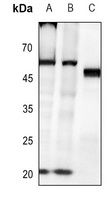 Caspase 8 (Phospho-Y380) Antibody