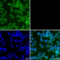 CASP8 antibody