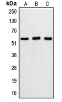 Caspase 8 Antibody