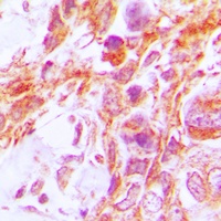 Caspase 8 Antibody