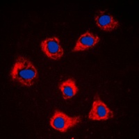 Caspase 9 antibody