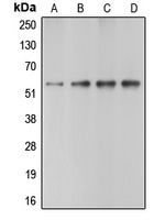 Caspase 10 Antibody