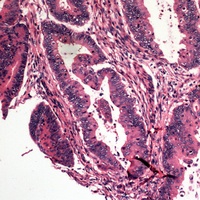 Anti-Caspase 10 Antibody