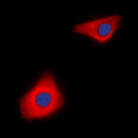 CASP10 antibody