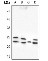 Caveolin 1 Antibody