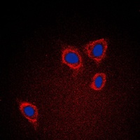 Anti-Caveolin 1 Antibody