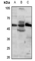 RUNX2 Antibody
