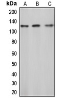 c-CBL (Phospho-Y774) Antibody