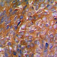 Anti-c-CBL (Phospho-Y774) Antibody