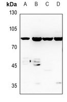 Cyclin F Rabbit Polyclonal Antibody