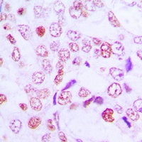 Anti-Cyclin G1 Antibody
