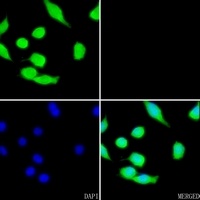 CCNG1 antibody