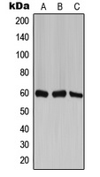 TCP1 zeta Rabbit Polyclonal Antibody