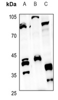 CD1e Antibody
