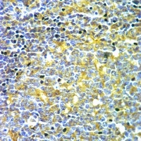 CD1E antibody