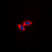 CD3d Antibody