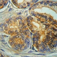 Anti-CD9 Antibody
