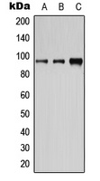 CD19 (Phospho-Y531) Antibody