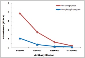 CDC2 (phospho-T161) antibody