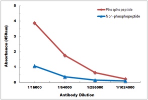 Anti-CDC2 (Phospho-T161) Antibody