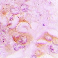 Anti-Septin 7 Antibody