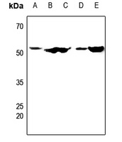 CDC20 Antibody