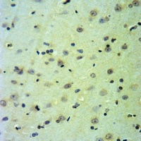 Anti-CDC20 Antibody