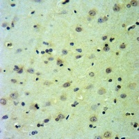 CDC20 antibody