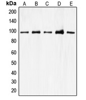 CDC27 Antibody