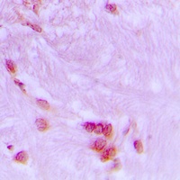 Anti-CDC27 Antibody