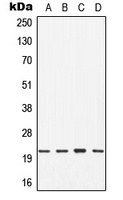 CDC42 Antibody