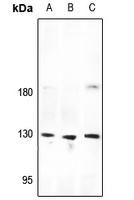 CD325 Rabbit Polyclonal Antibody