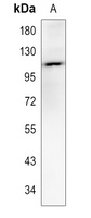 KSP Cadherin Rabbit Polyclonal Antibody