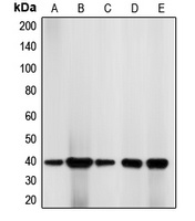 CDK7 Antibody