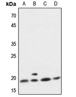 p18 INK4c Antibody